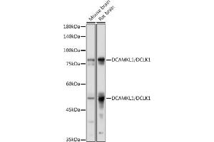 Western blot analysis of extracts of various cell lines, using DC/DC/DCLK1 antibody (ABIN6134321, ABIN6139438 and ABIN7101849) at 1:1000 dilution. (DCLK1 抗体)