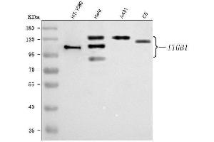 Western blot analysis of Integrin Beta 1/ITGB1 using anti-Integrin Beta 1/ITGB1 antibody (ABIN7602070).