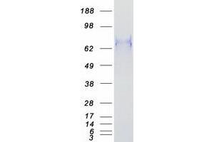 Validation with Western Blot (BCL6 Protein (Transcript Variant 1) (Myc-DYKDDDDK Tag))