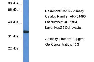 Western Blotting (WB) image for anti-Holocytochrome C Synthase (HCCS) (C-Term) antibody (ABIN2788670) (HCCS 抗体  (C-Term))