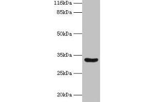 Western blot All lanes: MAIP1 antibody at 2 μg/mL + Mouse kidney tissue Secondary Goat polyclonal to rabbit IgG at 1/10000 dilution Predicted band size: 33 kDa Observed band size: 33 kDa (m-AAA Protease-Interacting Protein 1, Mitochondrial (MAIP1) (AA 97-291) 抗体)