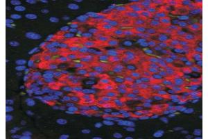 Immunoflorescence (50ug/ml) staining of islets in Mouse Pancreas. (Unc5c 抗体  (Internal Region))