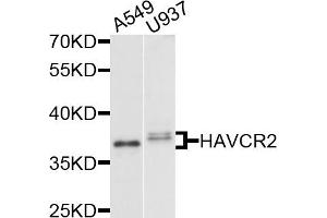 Western blot analysis of extracts of various cell lines, using HAVCR2 antibody (ABIN5971348) at 1/1000 dilution. (TIM3 抗体)