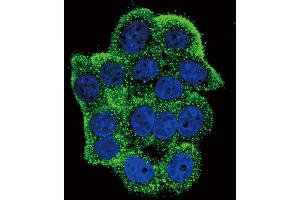 Immunofluorescence (IF) image for anti-Telomerase Reverse Transcriptase (TERT) (pTyr707) antibody (ABIN3001892) (TERT 抗体  (pTyr707))