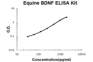 Horse equine BDNF PicoKine ELISA Kit standard curve