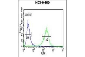 SPG20 Antibody (N-term) (ABIN652983 and ABIN2842623) flow cytometric analysis of NCI- cells (right histogram) compared to a negative control cell (left histogram). (SPG20 抗体  (N-Term))