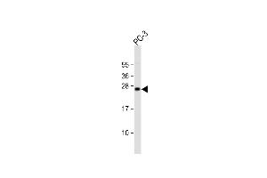 Anti-DDIT3 Antibody (C-term ) at 1:2000 dilution + PC-3 whole cell lysate Lysates/proteins at 20 μg per lane. (DDIT3 抗体  (C-Term))