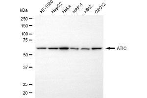 Western blotting analysis using ATIC antibody (ABIN7797425). (ATIC 抗体)