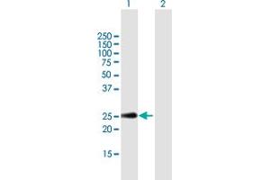 Western Blot analysis of CLEC2D expression in transfected 293T cell line by CLEC2D MaxPab polyclonal antibody.