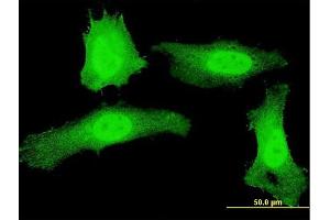 Immunofluorescence (IF) image for anti-Pleckstrin Homology Domain Containing, Family G (With RhoGef Domain) Member 5 (PLEKHG5) (AA 896-995) antibody (ABIN566110)