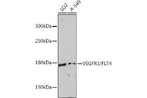 Western blot analysis of extracts of various cell lines, using VEGFR3/FLT4 antibody (ABIN6134454, ABIN6140697, ABIN6140700 and ABIN6215938) at 1:1000 dilution. (FLT4 抗体  (AA 1200-1300))