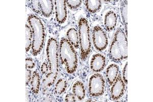 Immunohistochemical staining (Formalin-fixed paraffin-embedded sections) of human stomach tissue with WDHD1 polyclonal antibody  at 1:50 - 1:200 dilution.