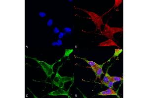 Immunocytochemistry/Immunofluorescence analysis using Mouse Anti-Ankyrin R Monoclonal Antibody, Clone S388A-10 (ABIN2485525). (Erythrocyte Ankyrin 抗体  (AA 1-1881) (Atto 594))