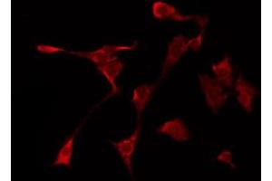 ABIN6267003 staining NIH-3T3 by IF/ICC. (HSP90AA1 抗体  (C-Term))