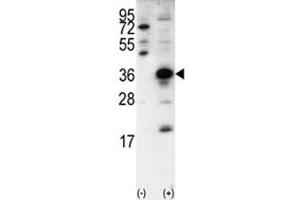Western Blotting (WB) image for anti-SNAIL (SNAI1) (AA 9-36) antibody (ABIN3029021)