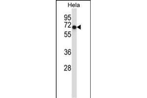 Mouse Acvr1 Antibody (Center) (ABIN657718 and ABIN2846706) western blot analysis in Hela cell line lysates (35 μg/lane). (ACVR1 抗体  (AA 137-166))