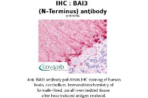 Image no. 1 for anti-Brain-Specific Angiogenesis Inhibitor 3 (BAI3) (Extracellular Domain), (N-Term) antibody (ABIN1732209) (BAI3 抗体  (Extracellular Domain, N-Term))