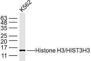 K562 cell lysates; probed with Histone H3/HIST3H3 (3G1) Monoclonal Antibody, unconjugated (bsm-33042M) at 1:300 overnight at 4°C followed by a conjugated secondary antibody for 60 minutes at 37°C. (Histone 3 抗体  (AA 1-50))