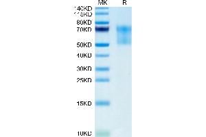 Biotinylated Human Syndecan-1 on Tris-Bis PAGE under reduced condition.