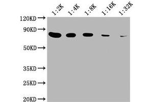 Western Blotting (WB) image for anti-Heat Shock 70kDa Protein 8 (HSPA8) (AA 2-646) antibody (ABIN7154884)