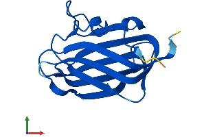 Protein Structure (PS) image for Heat Shock Protein Family B (Small), Member 11 (HSPB11) (AA 1-143) protein (His tag) (ABIN7561043)