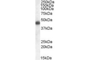 ABIN308434 (1µg/ml) staining of Human Frontal Cortex lysate (35µg protein in RIPA buffer). (APOL1 抗体  (C-Term))
