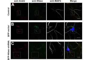 Immunostaining of mouse WT neurons (A) or neurons transfected with BFP vector (B), or BFP-Nfasc-shRNA (C) and stained for AnkG (red), Nfasc (green), and MAP2 (white).