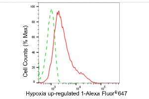 Flow cytometric analysis of hypoxia up-regulated 1 expression in HepG2 cells using hypoxia up-regulated 1 antibody (ABIN7799019), 1:2,000).