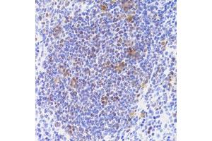 Immunohistochemistry of paraffin-embedded mouse spleen using NASP Antibody. (NASP 抗体  (AA 180-449))