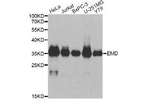 Western blot analysis of extracts of various cell lines, using EMD antibody. (Emerin 抗体  (AA 1-220))