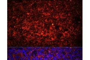 Immunofluorescence analysis of Rat spleen using TLR8 Polyclonal Antibody at dilution of 1:100 (40x lens). (TLR8 抗体)