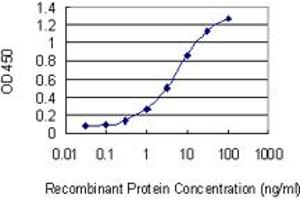 Detection limit for recombinant GST tagged ADSSL1 is 0. (ADSSL1 抗体  (AA 369-436))