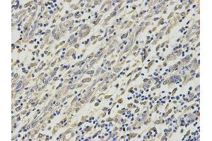 Immunohistochemistry (IHC) image for anti-Histamine N-Methyltransferase (HNMT) antibody (ABIN1873063) (HNMT 抗体)