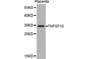 Western blot analysis of extracts of placenta cell lines, using TNFSF10 antibody. (TRAIL 抗体  (AA 39-250))