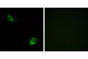 Peptide - +Immunofluorescence analysis of LOVO cells, using FPRL2 antibody. (FPR3 抗体  (Internal Region))