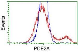 HEK293T cells transfected with either RC207219 overexpress plasmid (Red) or empty vector control plasmid (Blue) were immunostained by anti-PDE2A antibody (ABIN2454183), and then analyzed by flow cytometry. (PDE2A 抗体)