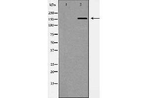Western blot analysis of extracts of A549 lysate, using ABCC1antibody. (ABCC1 抗体  (N-Term))