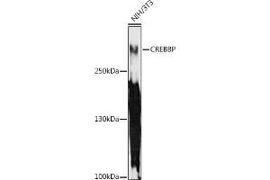 Western blot analysis of extracts of NIH/3T3 cells, using CREBBP antibody (ABIN6127660, ABIN6139021, ABIN6139023 and ABIN6217295) at 1:1000 dilution. (CBP 抗体  (AA 100-200))