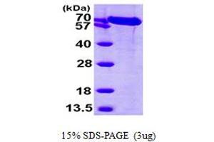 GRP78 Protein (AA 20-650) (His tag)