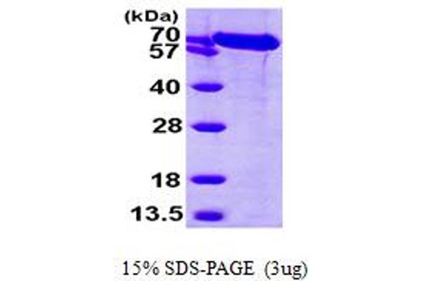 GRP78 Protein (AA 20-650) (His tag)