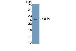 Detection of Recombinant AZU1, Human using Monoclonal Antibody to Azurocidin (AZU) (Azurocidin 抗体  (AA 23-247))
