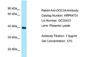 Western Blotting (WB) image for anti-Double C2-Like Domains, alpha (DOC2A) (N-Term) antibody (ABIN2789938) (DOC2A 抗体  (N-Term))