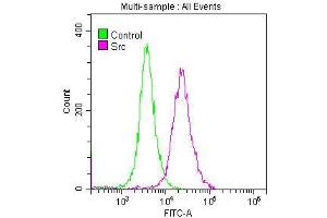 Overlay histogram showing SH-SY5Y cells stained with ABIN7127824 (red line) at 1:50. (Recombinant Src 抗体)