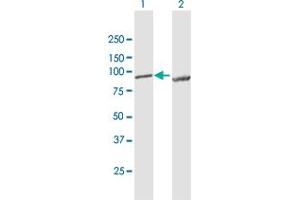 Western Blot analysis of LETM1 expression in transfected 293T cell line by LETM1 MaxPab polyclonal antibody. (LETM1 抗体  (AA 1-739))