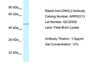 Western Blotting (WB) image for anti-Chitinase 3-Like 2 (CHI3L2) (N-Term) antibody (ABIN2789064) (CHI3L2 抗体  (N-Term))