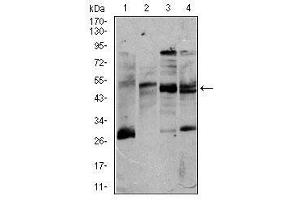 Image no. 4 for anti-CD5 (CD5) antibody (ABIN1491301) (CD5 抗体)