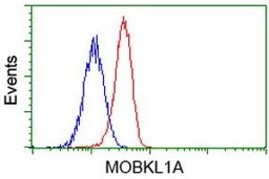 Flow cytometric Analysis of Jurkat cells, using anti-MOBKL1A antibody (ABIN2453311), (Red), compared to a nonspecific negative control antibody (TA50011), (Blue). (MOBKL1A 抗体)