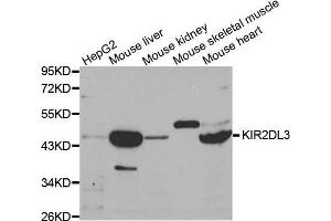 Western Blotting (WB) image for anti-Killer Cell Immunoglobulin-Like Receptor, Two Domains, Long Cytoplasmic Tail, 3 (KIR2DL3) (AA 22-245) antibody (ABIN3022411)
