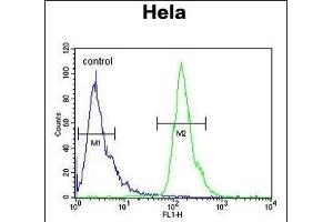 POTEH Antibody (N-term) (ABIN651179 and ABIN2840114) flow cytometric analysis of Hela cells (right histogram) compared to a negative control cell (left histogram). (POTEH 抗体  (N-Term))