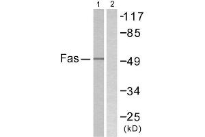 Western Blotting (WB) image for anti-TNF Receptor Superfamily, Member 6 (FAS) (C-Term) antibody (ABIN1848822) (FAS 抗体  (C-Term))